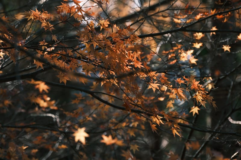 Autumn's Golden Light Through Maple Leaves