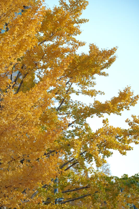 Golden Canopy of Autumn Light